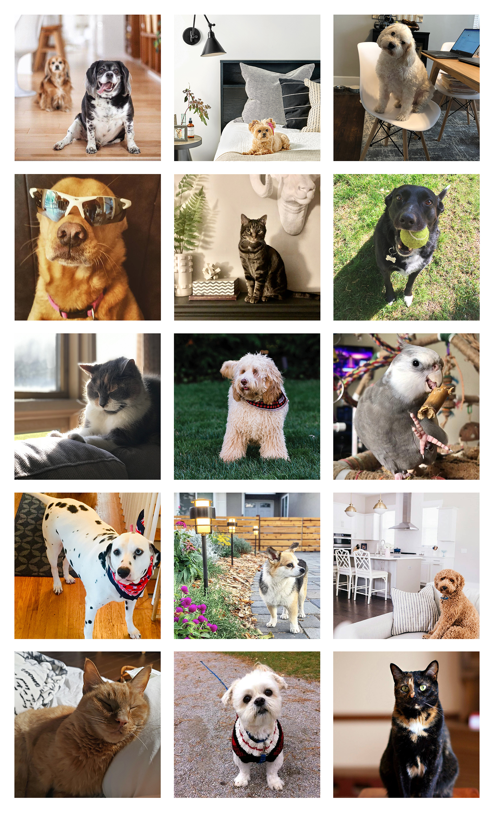 National Pet Day